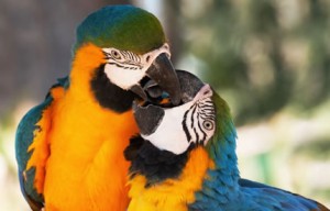 Macaw pair