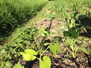 3 Sisters Garden with corn, beans and squash. Strength through diversity in this the UN "Year of the Pulses" which are beans, peas, legumes. Photo: Adam Sealey
